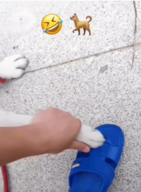 0b0b6a921260d851622b1f1168cd425d_1788478559_4852.gif