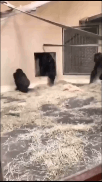 f14ddafbdc0c82c6aeb94498dc9081f6_1788262709_1518.gif